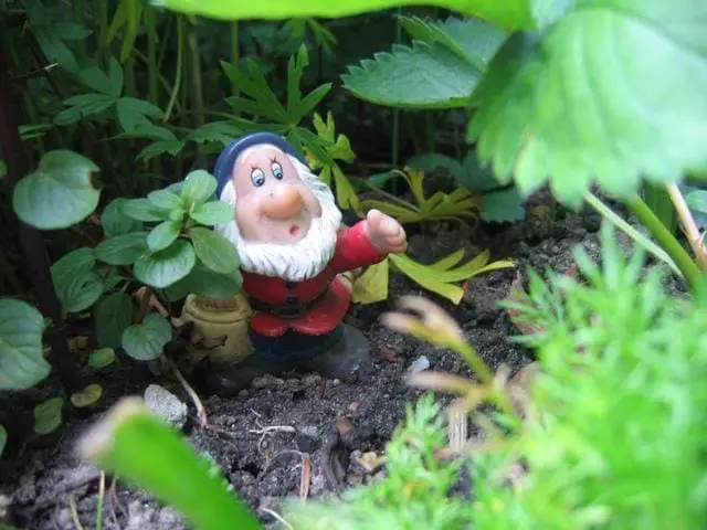 Garden Gnome tucked in among garden plants