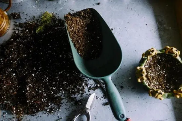 Garden scoop with loose potting soil