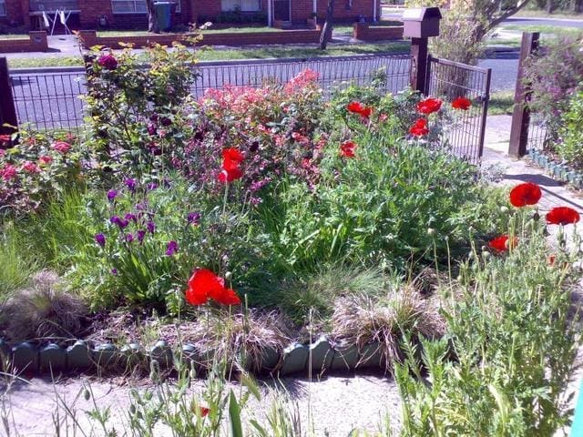 Colorful flower garden in urban yard